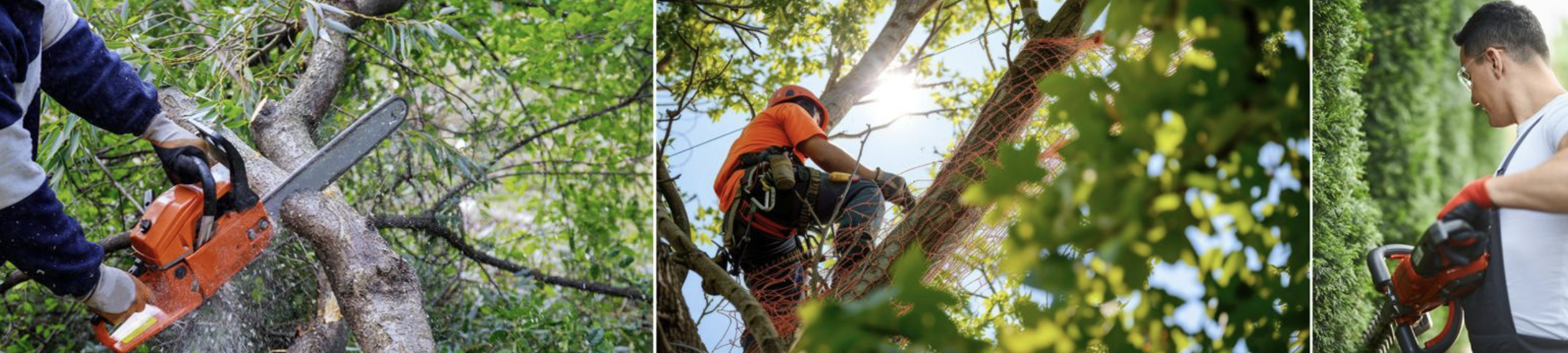 élagage patrimoine Rennemoulin